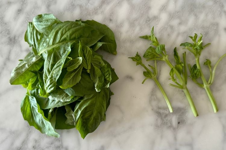 Basil leaves and stems