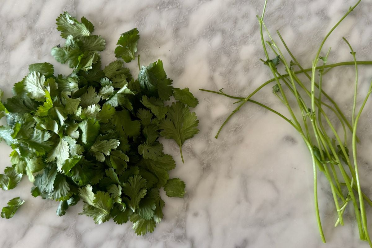 Cilantro leaves with the stems removed
