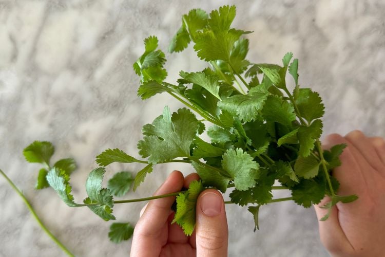 Cilantro sprigs