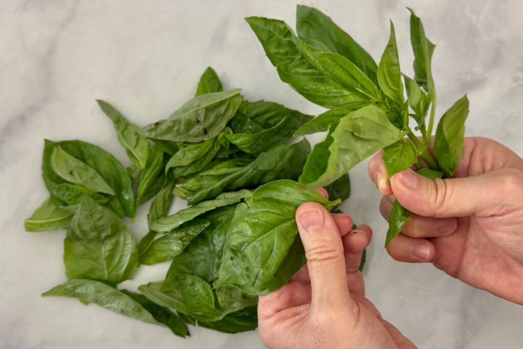 Fresh basil leaves