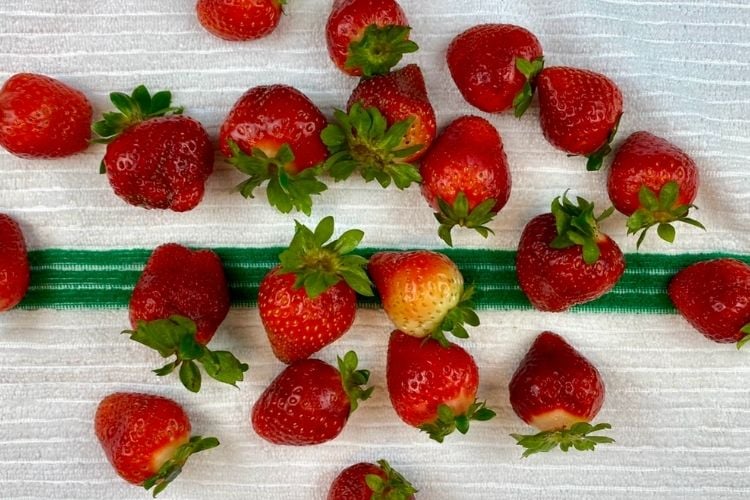 Strawberries drying on a towel